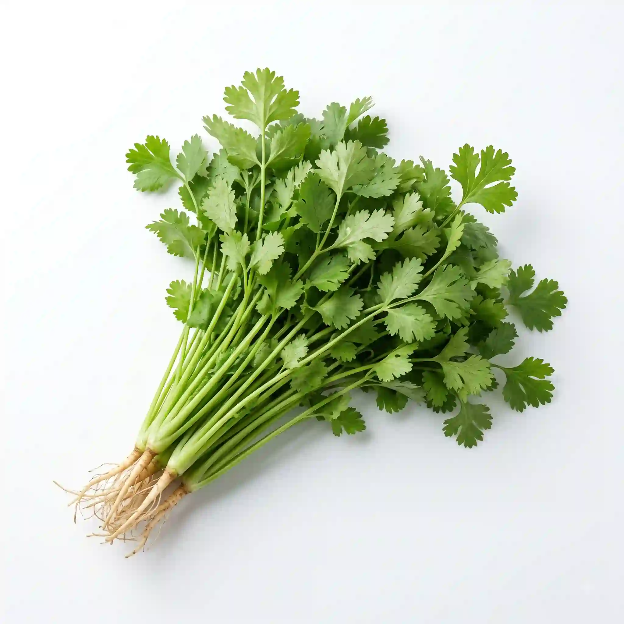 Fresh Coriander Leaves  ताज़ा धनिया पत्ता 100 gm